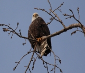 20140316 Eagle 000